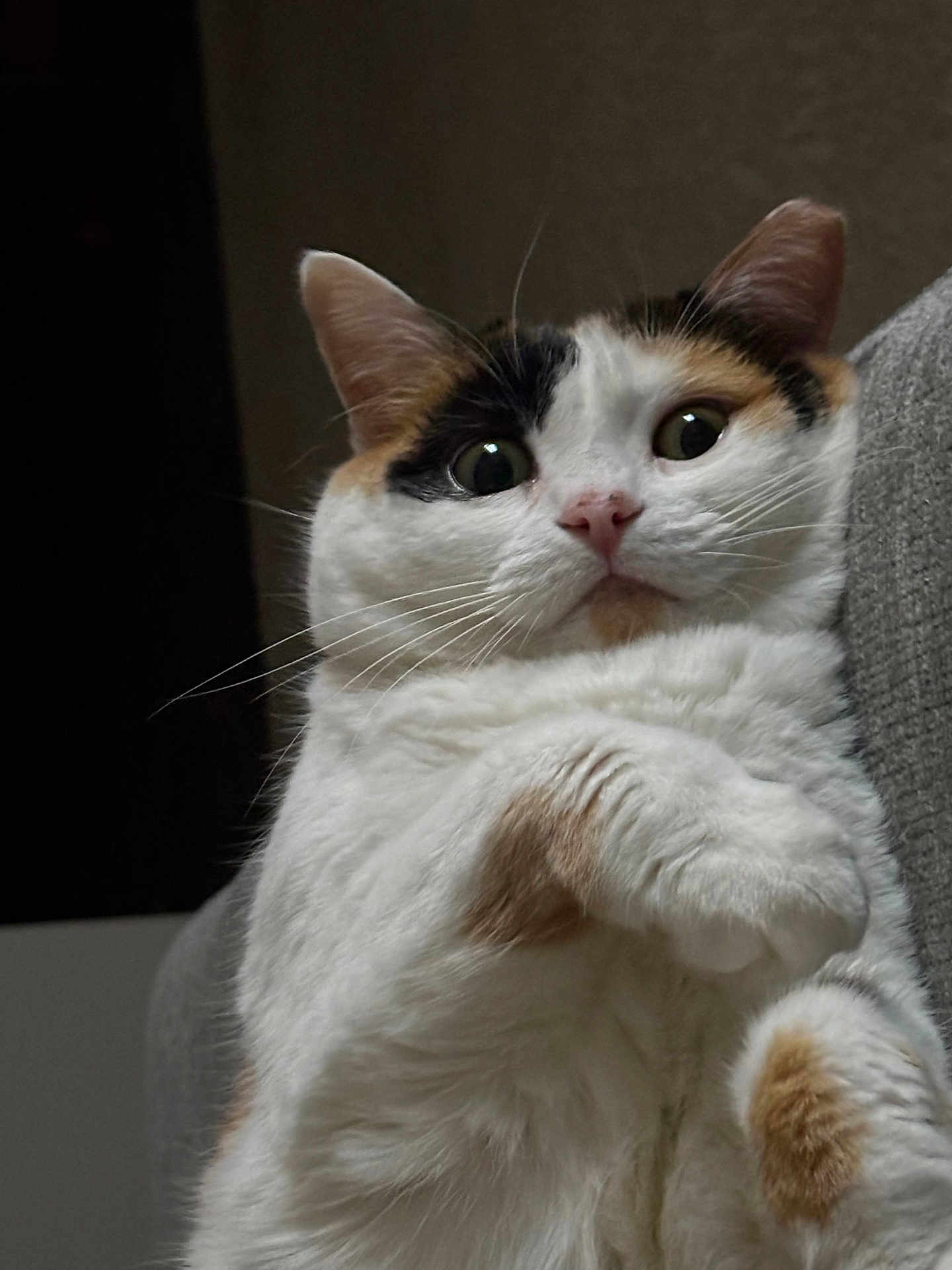 Litterose is registered to the contest to win money with this photo: cat, calico, pet, animal, fur, white, orange, black, whiskers, ears, eyes, closeup, cute, indoor, portrait, feline, soft, paw, expression, domestic