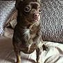 Bella Evelyn is registered to the contest to win money with this photo: dog, small_dog, pet, brown_dog, bed, pillow, indoor, curious, fur, animal, canine, sitting, looking_away, texture, blanket, resting, companion, cute, domestic_animal, furniture