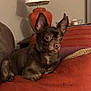 Bella Evelyn joined the competition — help win amazing prizes! dog, small_dog, brown_dog, pet, indoor, couch, cushion, lamp, home_decor, ears, tongue, animal, cute, relaxed, furniture, living_room, companion, alert, domestic, resting