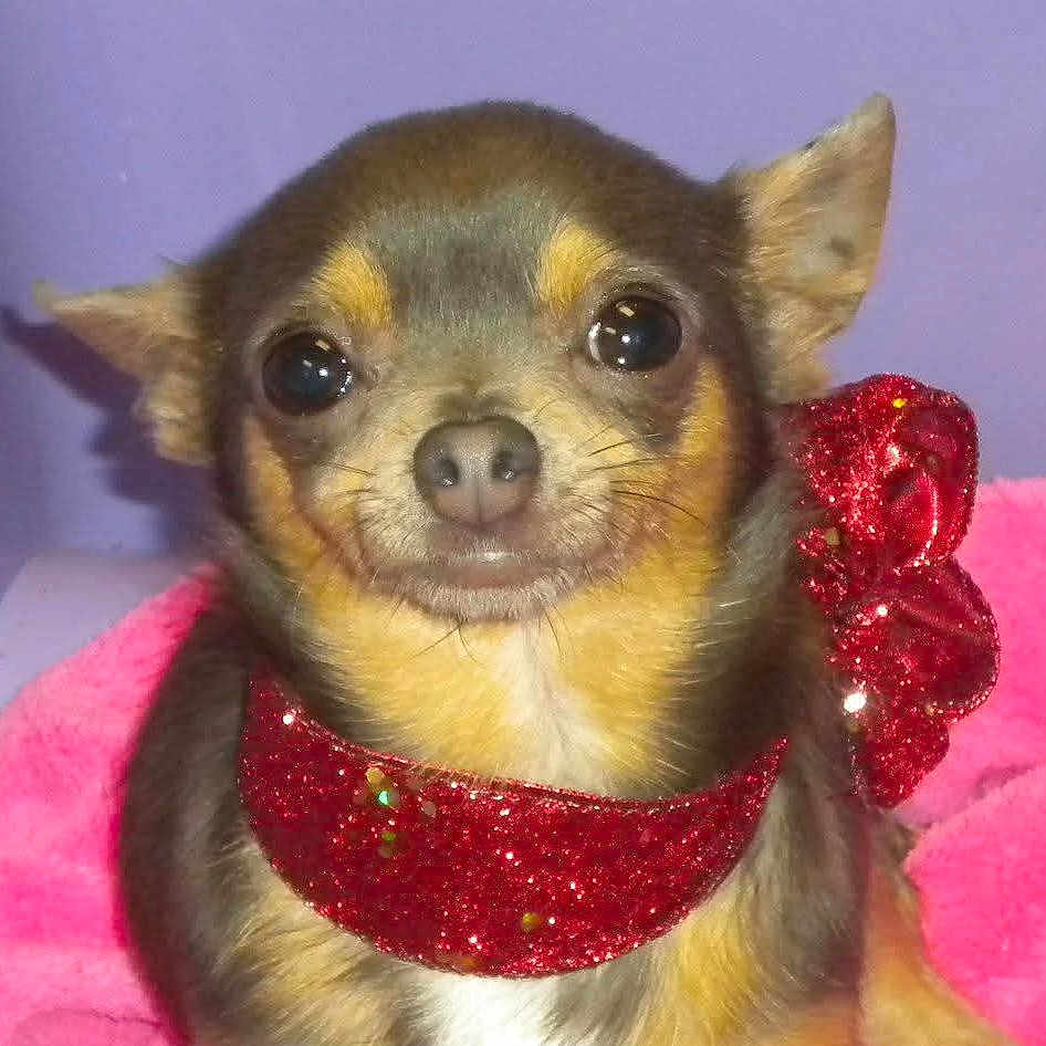 Button is registered to the contest to win money with this photo: animal, canine, chihuahua, dog, envelope, glitter, greetingcard, mail, pet, puppy