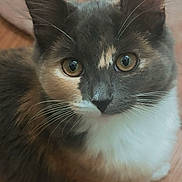 Cookie Dough joined the competition — help win amazing prizes! animal, calico, cat, close_up, curious, cute, domestic_animal, ears, eyes, feline, fluffy, fur, indoor, kitten, mammal, paws, pet, whiskers, wooden_floor, young