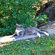 Cam is registered to the contest to win money with this photo: cat, gray_cat, white_paws, outdoor, greenery, grass, stone, sunlight, relaxed, animal, pet, nature, leafy_bush, feline, resting, daylight, mammal, quiet, wildlife, peaceful