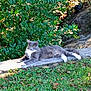 cat, gray_cat, white_paws, outdoor, greenery, grass, stone, sunlight, relaxed, animal, pet, nature, leafy_bush, feline, resting, daylight, mammal, quiet, wildlife, peaceful