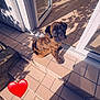 puppy, dog, brindle, steps, tiles, door, glass, shadow, sunlight, outdoor, pet, animal, looking_up, cute, young, floor, reflection, wall, love, heart_emoji