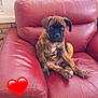 puppy, dog, brindle, leather_chair, red_chair, indoor, window, pillow, heart_emoji, pet, cute, sitting, animal, canine, furniture, cozy, young_dog, looking_at_camera, home, domestic