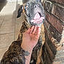 dog, brindle, pet, hand, paw, tattoo, brick_wall, indoor, sunlight, floor_tiles, happy, open_mouth, canine, affection, domestic_animal, close_up, human_hand, companion, animal, sitting