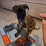 puppy, dog, brindle, pet, floor, tile, indoor, cabinet, interactive_toy, puzzle_mat, treat, hand, curious, brown, black, young_dog, sitting, attention, animal, companion
