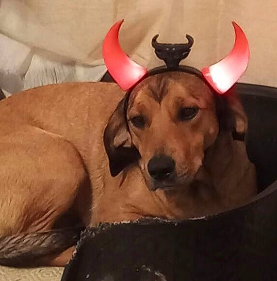 Saya a rejoint le concours — aidez-le/la à gagner de superbes lots ! canidae, carnivore, chair, comfort, companion_dog, costume_hat, dog, dog_breed, dog_clothes, dog_supply, ear, event, fawn, fur, paw, snout, tail, whiskers, wood, working_animal