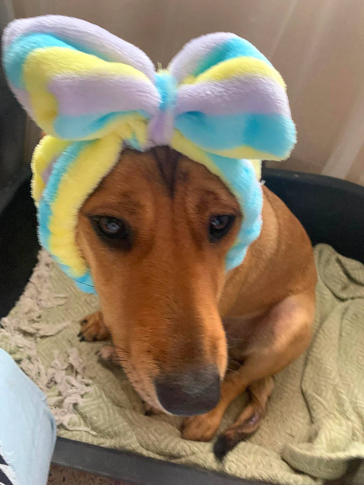 Saya a rejoint le concours — aidez-le/la à gagner de superbes lots ! canidae, cap, carnivore, collar, comfort, companion_dog, costume_hat, dog, dog_breed, dog_clothes, dog_supply, ear, fashion_accessory, fawn, fur, hat, personal_protective_equipment, sporting_group, whiskers, working_animal