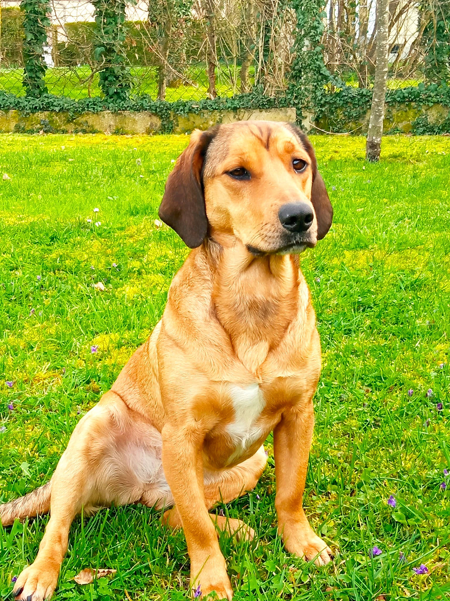 Saya participe au concours pour gagner de l'argent avec cette photo : canidae, carnivore, companion_dog, dog, dog_breed, fawn, grass, grassland, groundcover, gun_dog, liver, people_in_nature, plant, snout, sporting_group, tail, terrestrial_animal, tree, working_animal, working_dog