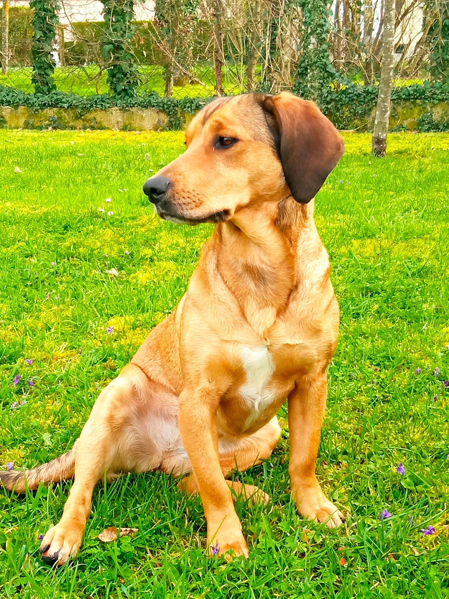 Saya a rejoint le concours — aidez-le/la à gagner de superbes lots ! canidae, carnivore, companion_dog, dog, dog_breed, fawn, grass, grassland, groundcover, gun_dog, hunting_dog, people_in_nature, plant, sporting_group, tail, terrestrial_animal, tree, wildlife, working_dog