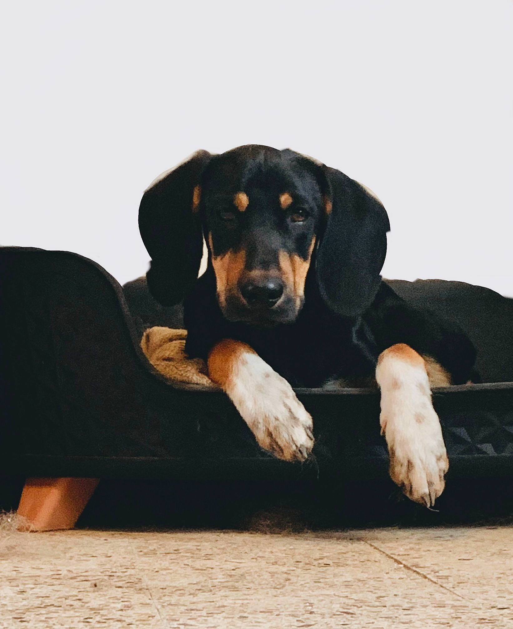 Ulky participe au concours pour gagner de l'argent avec cette photo : carnivore, comfort, companion_dog, dobermann, dog, dog_breed, guard_dog, hound, hunting_dog, montenegrin_mountain_hound, scent_hound, sitting, sleeve, sporting_group, terrestrial_animal, working_animal, working_dog