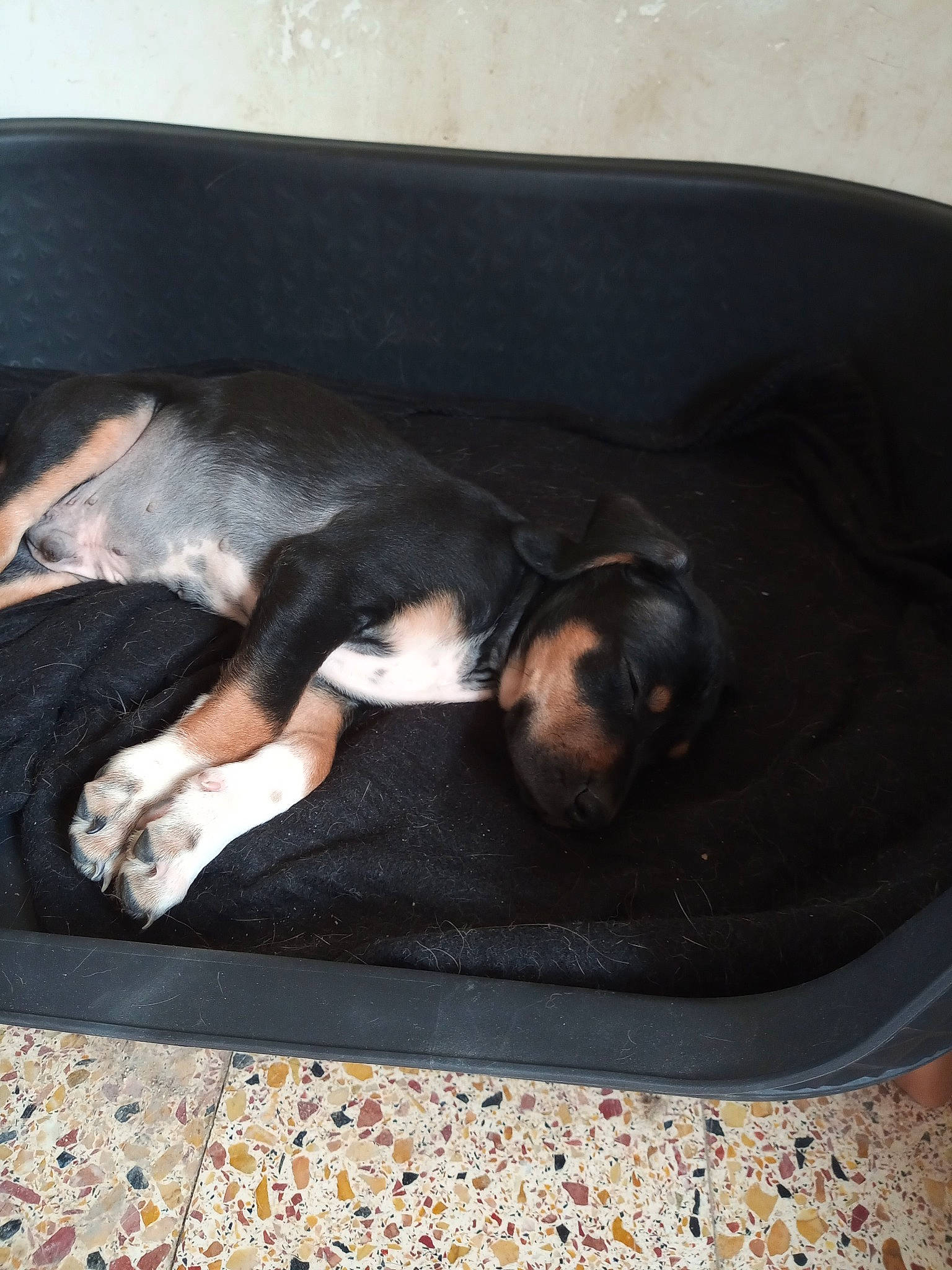 Ulky participe au concours pour gagner de l'argent avec cette photo : canidae, carnivore, comfort, companion_dog, dog, dog_breed, flooring, fur, guard_dog, nap, paw, pet_supply, sleep, sporting_group, tail, terrestrial_animal, working_animal, working_dog