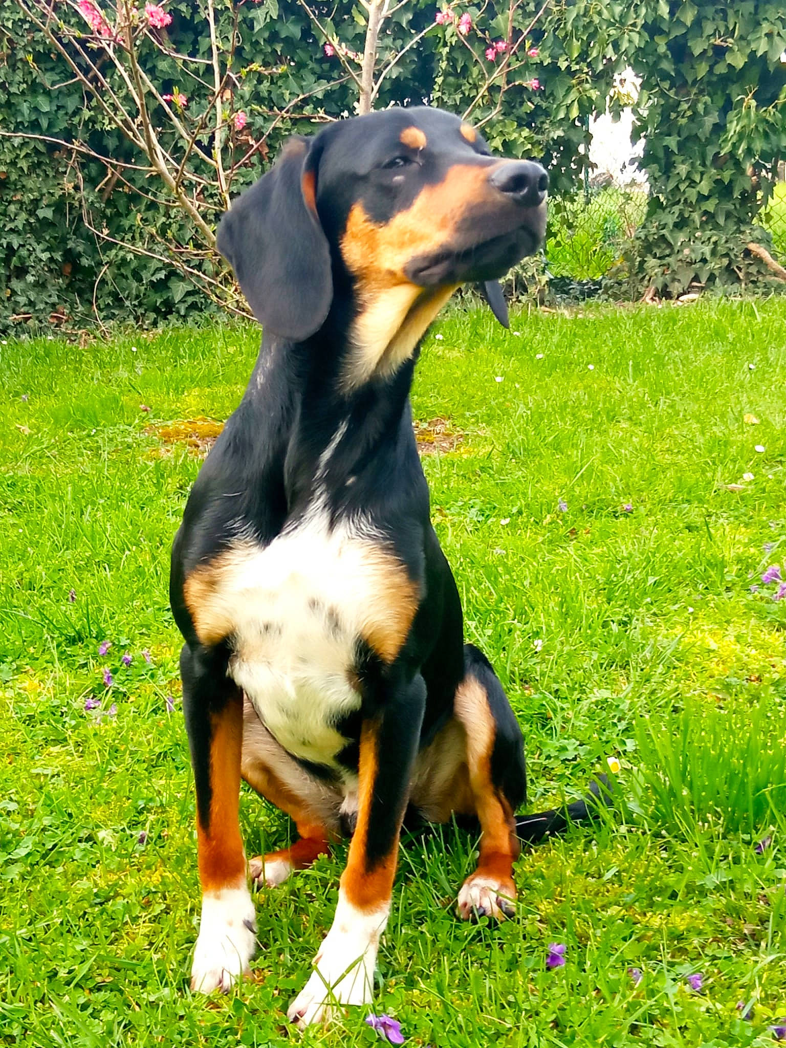 Ulky a rejoint le concours — aidez-le/la à gagner de superbes lots ! canidae, carnivore, companion_dog, dog, dog_breed, grass, guard_dog, hound, hunting_dog, pinscher, plant, sharing, snout, sporting_group, tail, terrestrial_animal, working_animal, working_dog