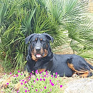 Nemo participe au concours pour gagner de l'argent avec cette photo : rottweiler, dog, animal, pet, flower, purple_flower, greenery, plant, outdoor, nature, garden, paw, tongue, leaf, relaxing, lying_down, summer, sunlight, scenery, canine