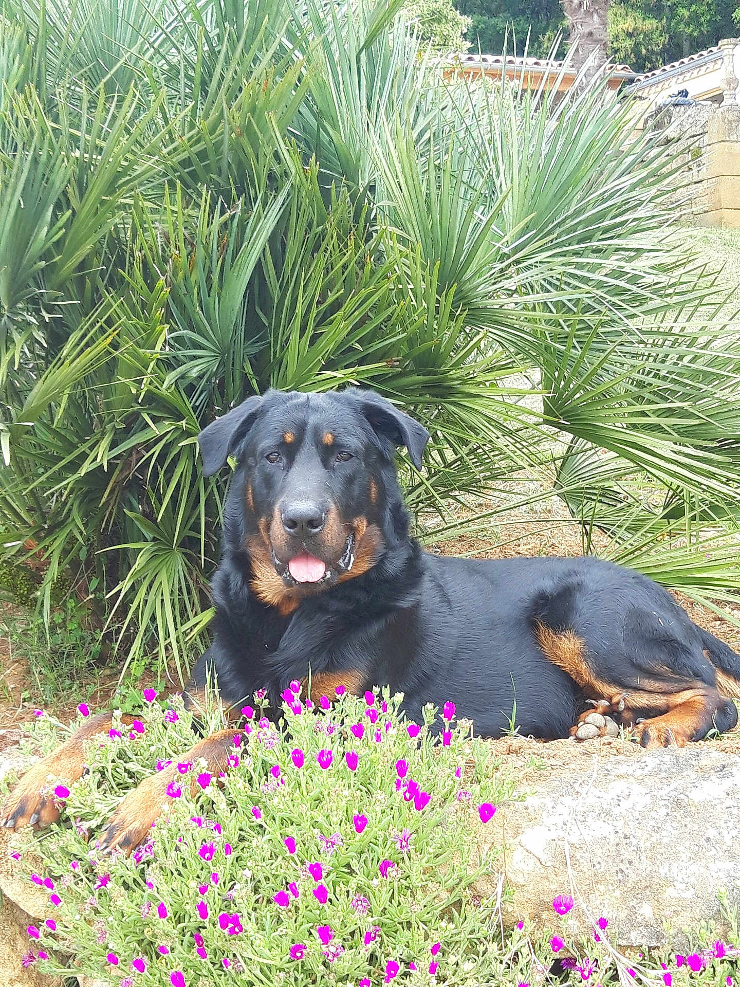 Nemo participe au concours pour gagner de l'argent avec cette photo : rottweiler, dog, animal, pet, flower, purple_flower, greenery, plant, outdoor, nature, garden, paw, tongue, leaf, relaxing, lying_down, summer, sunlight, scenery, canine