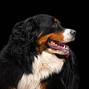 Luciivcwvifbva joined the competition — help win amazing prizes! bernese_mountain_dog, dog, canine, pet, animal, portrait, black_background, fur, profile, tongue, open_mouth, white_fur, brown_fur, black_fur, muzzle, ears, friendly, domestic_animal, studio_photo, side_view