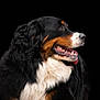 bernese_mountain_dog, dog, canine, pet, animal, portrait, black_background, fur, profile, tongue, open_mouth, white_fur, brown_fur, black_fur, muzzle, ears, friendly, domestic_animal, studio_photo, side_view