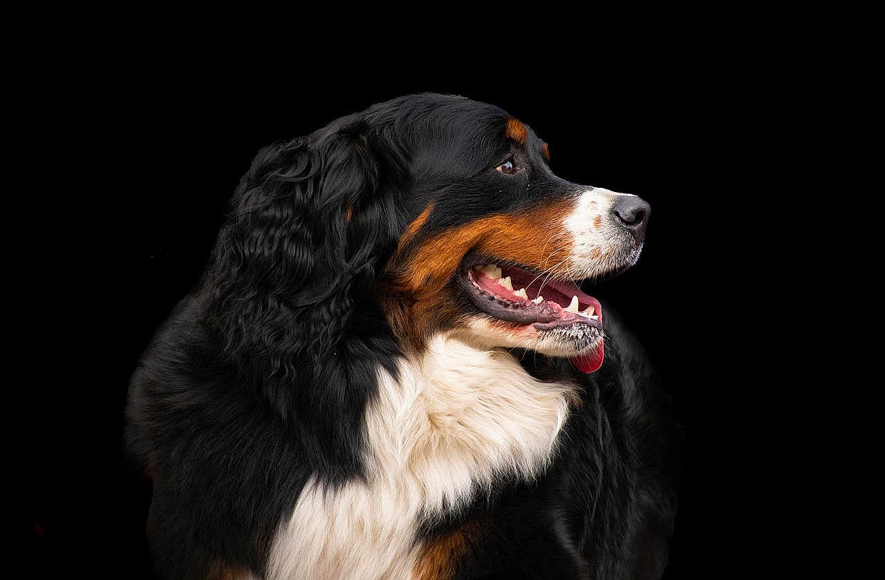 Luciivcwvifbva joined the competition — help win amazing prizes! bernese_mountain_dog, dog, canine, pet, animal, portrait, black_background, fur, profile, tongue, open_mouth, white_fur, brown_fur, black_fur, muzzle, ears, friendly, domestic_animal, studio_photo, side_view
