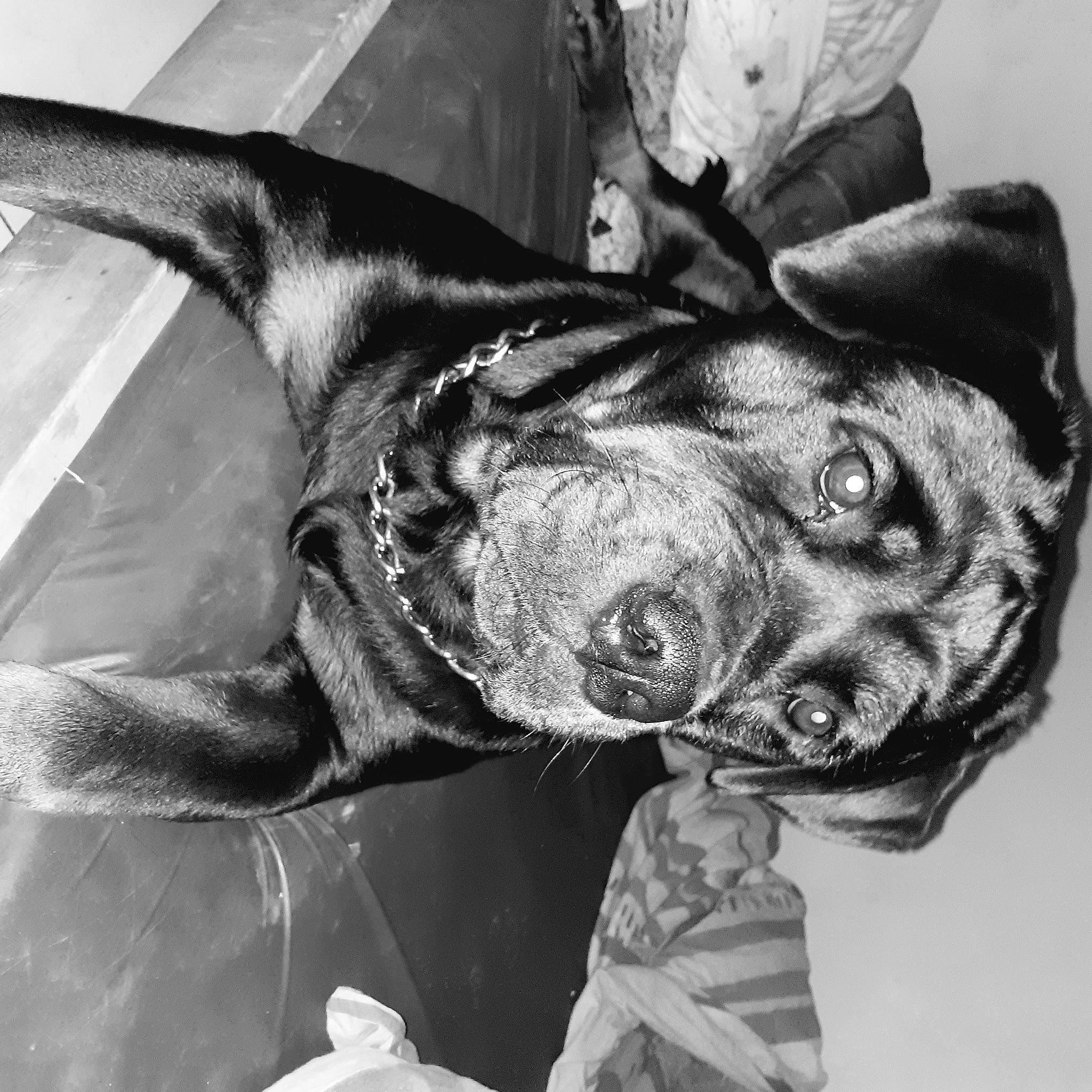 Philosophie a rejoint le concours — aidez-le/la à gagner de superbes lots ! black_and_white, canidae, carnivore, companion_dog, dog, dog_breed, fin, gesture, great_dane, human_leg, jaw, monochrome, monochrome_photography, personal_protective_equipment, snout, sporting_group, style, whiskers, working_animal, wrinkle