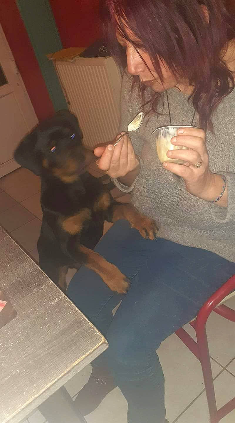 Philosophie participe au concours pour gagner de l'argent avec cette photo : canidae, carnivore, companion_dog, dog, dog_breed, ear, fawn, guard_dog, jagdterrier, miniature_pinscher, pinscher, puppy, rottweiler, sporting_group, working_dog