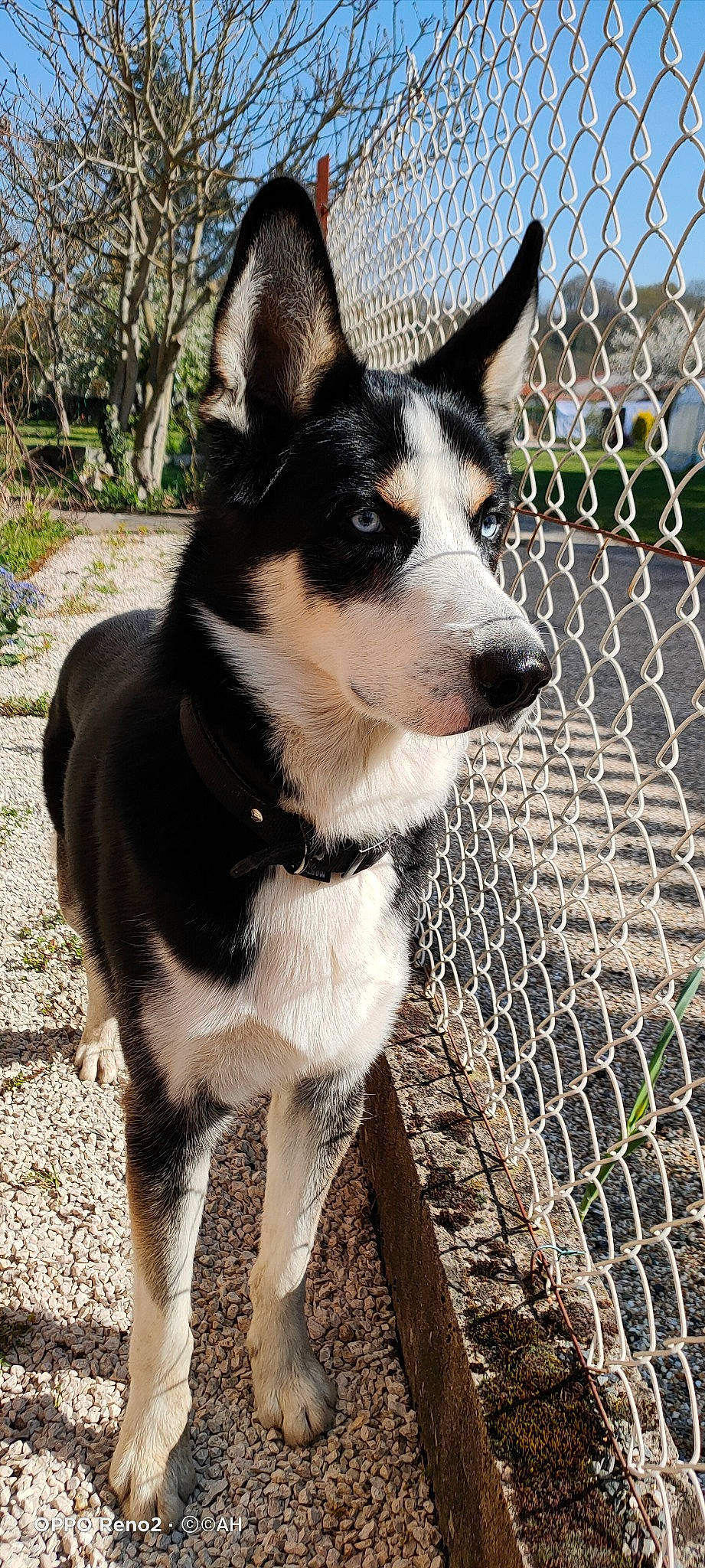 Osky participe au concours pour gagner de l'argent avec cette photo : canidae, carnivore, dog, dog_breed, east_siberian_laika, lapponian_herder, mammal, mcnab, russo_european_laika, seppala_siberian_sleddog, siberian_husky, vertebrate, west_siberian_laika