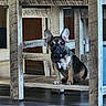 Drake is registered to the contest to win money with this photo: dog, puppy, indoor, wooden_table, floor, pet, animal, sitting, curious, brown, black, ears, small, furniture, home, cozy, flooring, wood_texture, domestic, cute