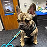 Drake is registered to the contest to win money with this photo: french_bulldog, puppy, dog, harness, leash, black_table, veterinary_clinic, door, poster, caution_sign, counter, bottles, paper_towel, sink, indoor, pet, animal, canine, curious, sitting
