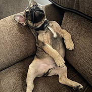 Drake is registered to the contest to win money with this photo: puppy, dog, brown_couch, relaxed, sprawled, fur, pet, indoor, cute, canine, animal, ears, paw, nose, sitting, young_dog, home, cozy, resting, comfortable