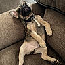 puppy, dog, brown_couch, relaxed, sprawled, fur, pet, indoor, cute, canine, animal, ears, paw, nose, sitting, young_dog, home, cozy, resting, comfortable