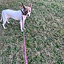 Princess is registered to the contest to win money with this photo: dog, leash, grass, outdoor, pet, animal, collar, canine, lawn, greenery, stone_wall, walking, ears, fur, side_view, nature, daylight, curious, standing, domestic_animal