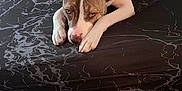 Princess joined the competition — help win amazing prizes! dog, pet, lounge, sofa, indoor, brown_and_white, ears_up, carpet, resting, animal, canine, looking_up, furniture, home, relaxed, muzzle, paw, snout, cute, companion
