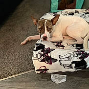 Princess is registered to the contest to win money with this photo: dog, blanket, indoor, carpet, wooden_floor, pet_playpen, animal, relaxed, brown_and_white, canine, laying_down, cozy, cute, patterned_blanket, home, domestic, fur, ears, floor, pet