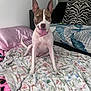 Princess is registered to the contest to win money with this photo: dog, pet, indoor, blanket, floral_pattern, pillow, zebra_pattern, couch, happy, tongue_out, collar, ears_up, sitting, fur, animal, cute, home, relaxed, comfort, portrait