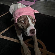 Princess joined the competition — help win amazing prizes! dog, pet, indoor, carpet, floor, knitted_hat, pink, brindle, white, animal, ears, feeding_station, mat, furniture, looking, lying_down, house, domestic, cute, cozy