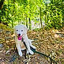 animal, cute, daytime, dog, forest, grass, greenery, happy, leash, leaves, nature, outdoor, pet, puppy, sitting, sunlight, tongue_out, trees, white, young_dog