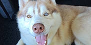 Odin a rejoint le concours — aidez-le/la à gagner de superbes lots ! husky, dog, pet, indoor, happy, tongue_out, heterochromia, blue_eye, brown_eye, fur, paw, nose, closeup, portrait, carpet, cushion, shelf, bottle, appliance, smiling