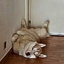 husky, dog, siberian_husky, pet, indoor, hardwood_floor, door, wall, lying_on_back, belly_up, fur, blue_eyes, relaxed, home_interior, rug, paw, ear, domestic_animal, portrait, flooring