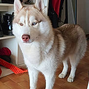 Odin a rejoint le concours — aidez-le/la à gagner de superbes lots ! dog, husky, pet, indoor, standing, fur, two_toned_eyes, heterochromia, blue_eye, brown_eye, paw, tile_floor, shelving, boots, orange_toy, coat, mirror, portrait, home_interior, curtain