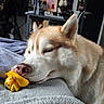 animal, bed, blanket, chewed_toy, cozy, dog, domestic_animal, ears, fur, house, husky, indoor, pet, relaxed, resting, sleepy, snout, soft, toy, yellow_toy