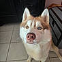 dog, husky, siberian_husky, heterochromia, blue_eye, brown_eye, close_up, portrait, indoor, tile_floor, nose, ears, fur, paw, sitting, curious, pet, trunk, cabinet, whiskers