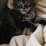 Ariste participe au concours pour gagner de l'argent avec cette photo : kitten, cat, tabby, gray_cat, pet, animal, feline, cute, tongue_out, cozy, blanket, soft_texture, indoor, resting, young_cat, fur, whiskers, ears, playful, curious