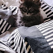 Ariste participe au concours pour gagner de l'argent avec cette photo : kitten, cat, bed, blanket, striped, fur, animal, pet, cozy, cute, indoor, small, curious, soft, resting, feline, young, ears, eyes, comfort