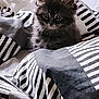 kitten, cat, bed, blanket, striped, fur, animal, pet, cozy, cute, indoor, small, curious, soft, resting, feline, young, ears, eyes, comfort