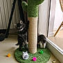 Ariste participe au concours pour gagner de l'argent avec cette photo : kitten, cat, scratching_post, toy_mouse, colorful_balls, indoor, floor, curious, playful, cute, feline, pet, green, cactus_shape, furniture, home, window, light, animal, young