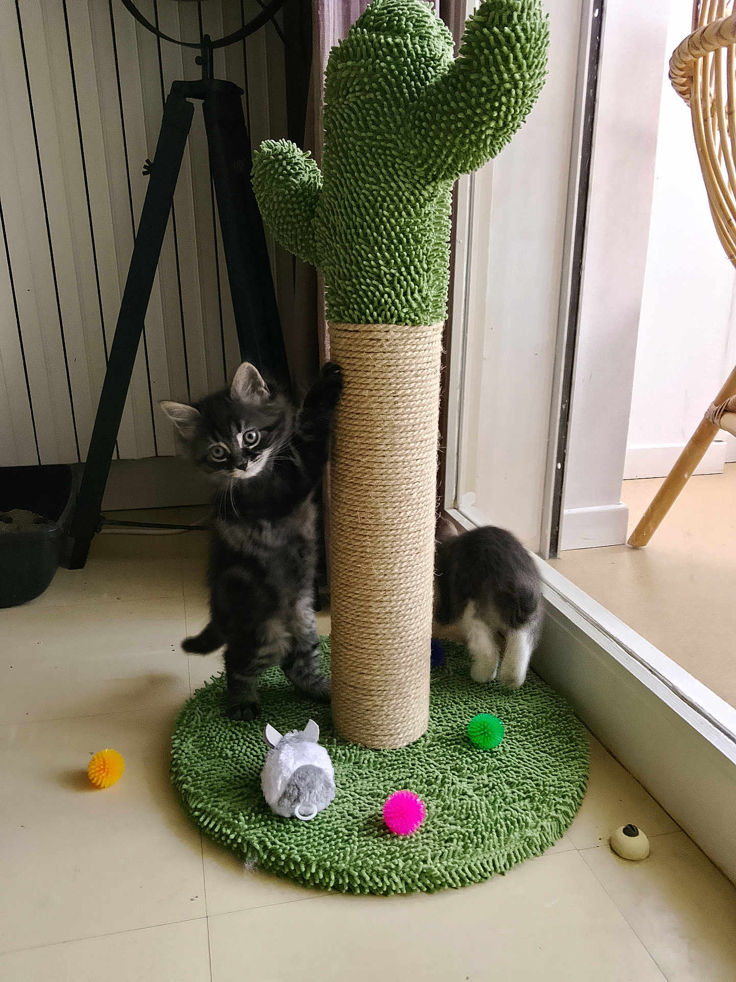 Ariste participe au concours pour gagner de l'argent avec cette photo : kitten, cat, scratching_post, toy_mouse, colorful_balls, indoor, floor, curious, playful, cute, feline, pet, green, cactus_shape, furniture, home, window, light, animal, young