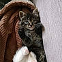 kitten, cat, tabby, paw, white_paw, blanket, texture, sofa, cozy, cute, pet, feline, indoor, resting, playful, young, fur, animal, small, domestic