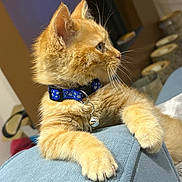 Pumpkin participe au concours pour gagner de l'argent avec cette photo : kitten, orange_cat, collar, bell, whiskers, fur, paw, curious, indoor, soft_surface, blue, pet, animal, cute, feline, young, domestic_cat, relaxed, side_view, closeup