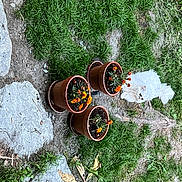 Moon participe au concours pour gagner de l'argent avec cette photo : asphalt, automotive_wheel_system, botany, circle, concrete, flower, grass, grass_family, groundcover, landscape, leaf, petal, plant, rock, shadow, shrub, soil