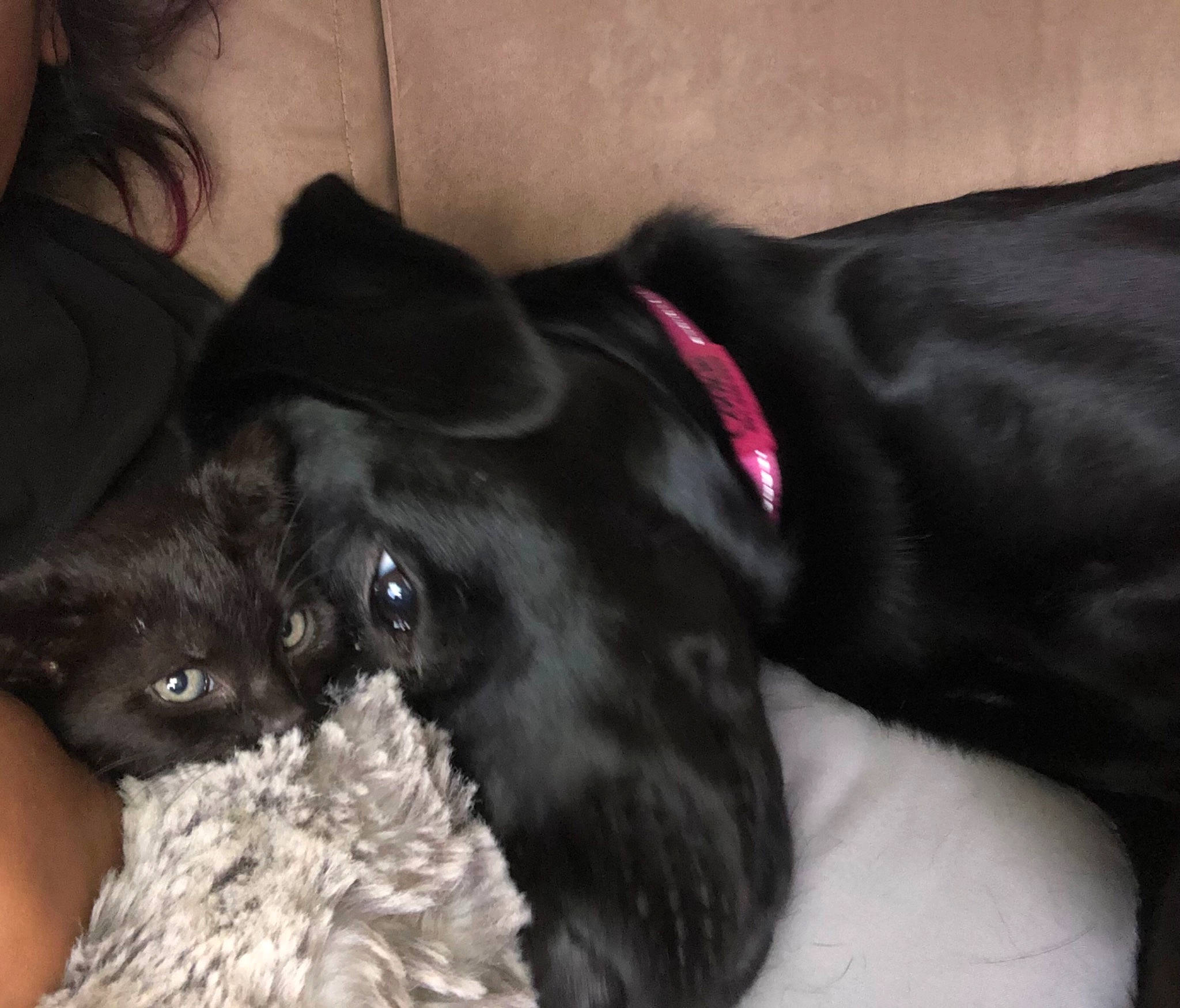 Cookie joined the competition — help win amazing prizes! canidae, carnivore, comfort, companion_dog, dog, dog_breed, dog_collar, dog_supply, ear, fawn, felidae, fur, gesture, liver, pet_supply, small_to_medium_sized_cats, snout, sporting_group, whiskers, working_animal